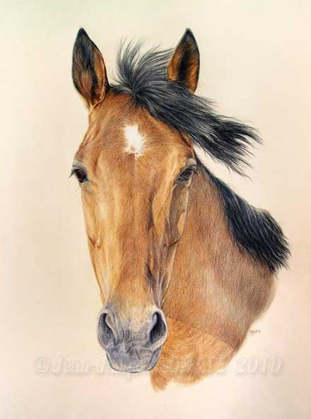 Dessin questre de la jument Kitine